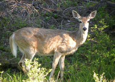 white tail deer