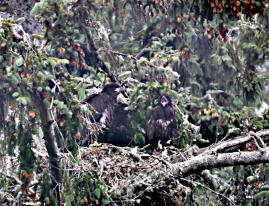 Triplet bald eagle chicks were recent seen in a nest in Tillamook Bay.
