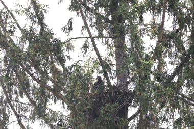 A bald eagle chick in the nest.