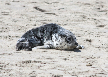 stranded_harbor_seal_pup_munsel