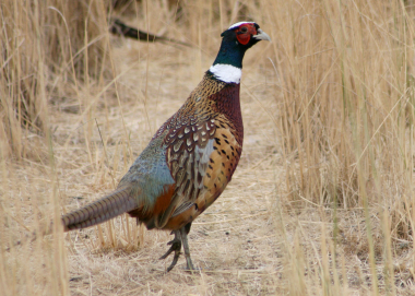 121_pheasant_odfw