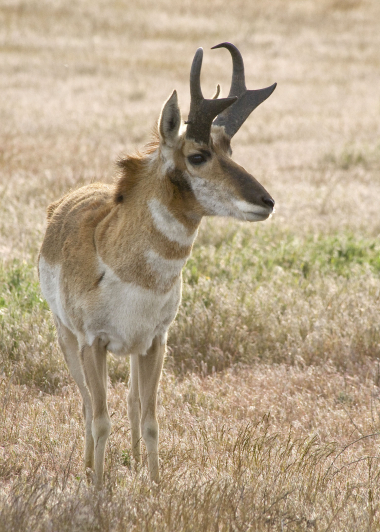 Pronghorn_6_myatt_odfw