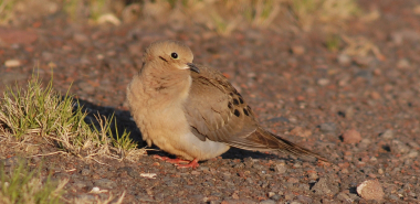 mourning dove_0636_Budeau_Dave