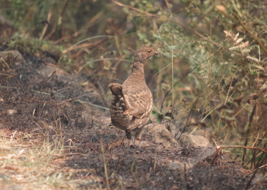 553_wlv_imgp6991_Douglas County_Jack Fire scar_forest grouse