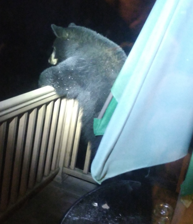 A black bear looks for food on an Ashland resident's deck.