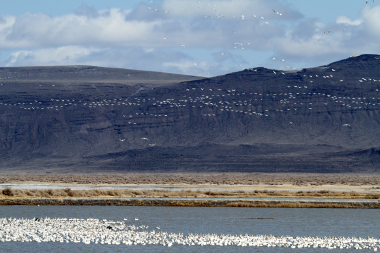 225_wlv_desrosierskevin_white_geese_2019_Summer Lake