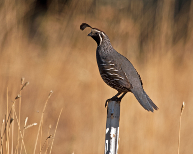 234_wlv_mg_6011a_hermiston_quail