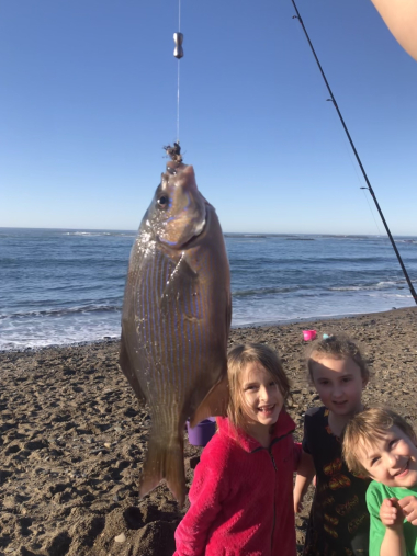 236_cotm_img_fa01134a24424ddfa4fe9625f285c0a1_Fogarty beach_perch