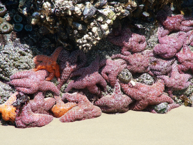 252_wlv_dec_all_2010_557_Oceanside_seastars_mussels_tidepool