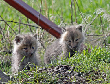 267_wlv_img_0158a_Ladd Marsh_Red fox pups