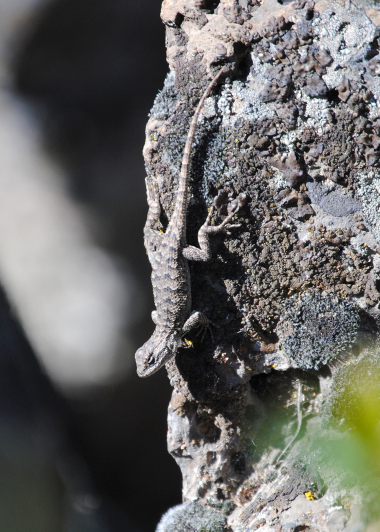 330_wlv_020_fence_lizzard_Deschutes_lizard