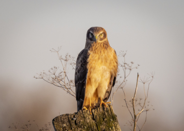 5_wlv_untitled9586_Sauvie Island_Northern Harrier