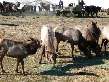 Winter elk feeding at Elkhorn WA. Photo by ODFW