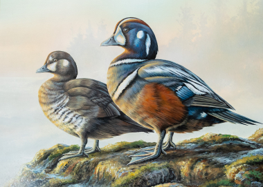 Artwork depicting two harlequin ducks standing on rocks. 