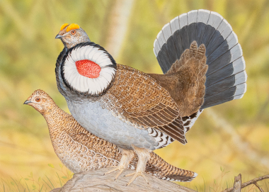 Artwork depicting blue grouse 