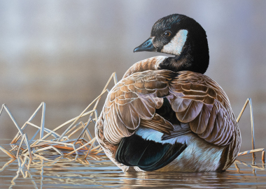 Artwork depicting an Aleutian cackling goose on the water. 