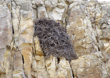 Golden Eagle cliffside nest. Photo by Reesman