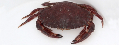 a red rock crab