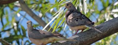 two mourning doves sit on a tree branch
