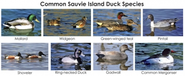 A Beginner S Guide To Waterfowl Hunting On Sauvie Island Introduction Oregon Department Of Fish Wildlife,Easy Gyro Recipe