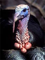 A tom turkey's head. It is a rainbow of colors