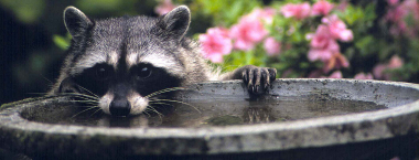 A raccoon peaks over the top of a cement bird bath.