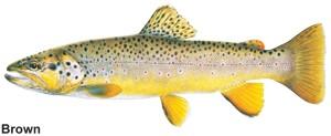 a drawn image of a brown trout