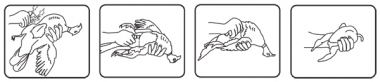 a diagram showing how to dress a game bird