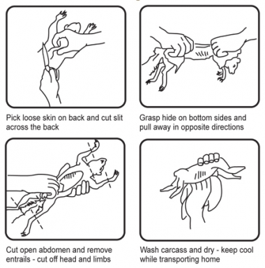 a diagram showing how to field dress a rabbit