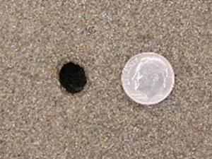 a dime next to a clam show in the sand. The dime is slightly larger.