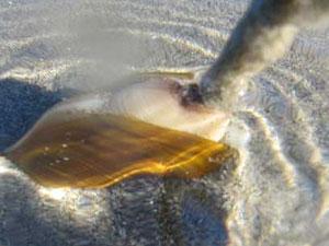 A razor clam in clear water pumps sand out of its siphon as it buries itself deeper into the sand