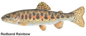 a drawn image of a redband rainbow trout