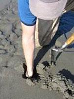a man reaches into the sand to grab a clam