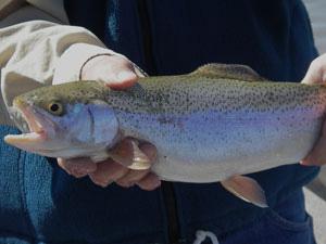 A rainbow trout being held by a person. You can only see the person's hands in the image.