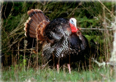 A male turkey stands on the edge of a treeline