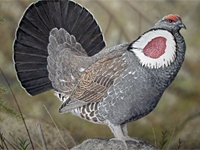 A blue grouse stands on a rock. The grouse is a bluish-gray color on the body with brown on the wings. It's tail is dark and in a fanned out position. On the side of the neck is a large red spot surrounded by a ring of white. The top of the head has a red-orange cap.