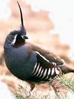 A mountain quail looks over its shoulder. The quail is a dark bluish-gray on the body with black and white stripes down the side. The back and wings are deep brown. It has a black top knot feather sticking straight up from the top of its head