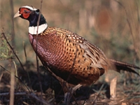 a male pheasant