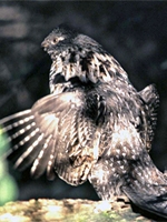 A ruffed grouse stands on a rock with its wings splayed outward as if it is taking flight
