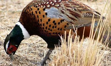 male ring-necked pheasant pecking the ground