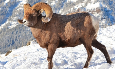 a male bighorn sheep in the snow