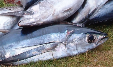 Albacore tuna