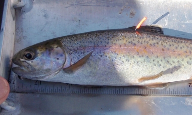Trout with floy tag