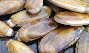 How to Bay Clam | Oregon Department of Fish & Wildlife