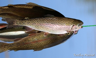 String of trout