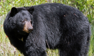 Image of a black bear