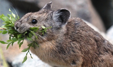 American pika with lunch