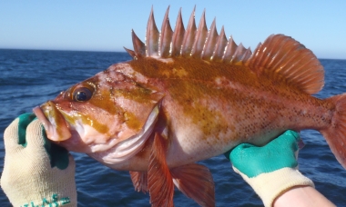 photo of a copper rockfish