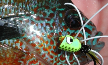 Photo of a colorful bluegill with a popper lure in its mouth