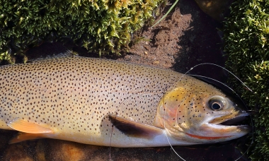 image of a 12-14 inch cutthroat trout on stream bank